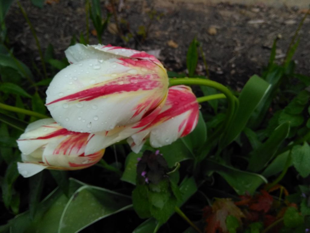 Wilting tulips covered in drops of freshly fallen water